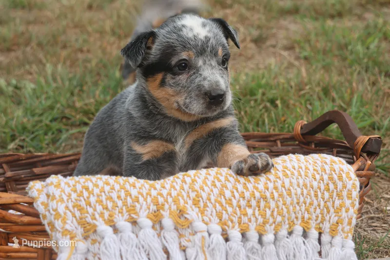 Butterball – Australian Cattle Dog puppy for sale in Remington, IN
