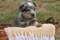 Butterball, a female Australian Cattle Dog for sale in Remington, IN – 1 of 6