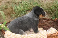 Daisy, a female Australian Cattle Dog for sale in Remington, IN – 5 of 8