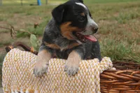 Daisy, a female Australian Cattle Dog for sale in Remington, IN – 2 of 8