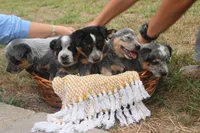 Daisy, a female Australian Cattle Dog for sale in Remington, IN – 6 of 8