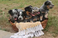Butterball, a female Australian Cattle Dog for sale in Remington, IN – 6 of 6