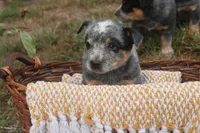 Butterball, a female Australian Cattle Dog for sale in Remington, IN – 3 of 6