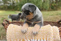 Charlie, a male Australian Cattle Dog for sale in Remington, IN – 3 of 5