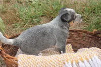 Butterball, a female Australian Cattle Dog for sale in Remington, IN – 4 of 6