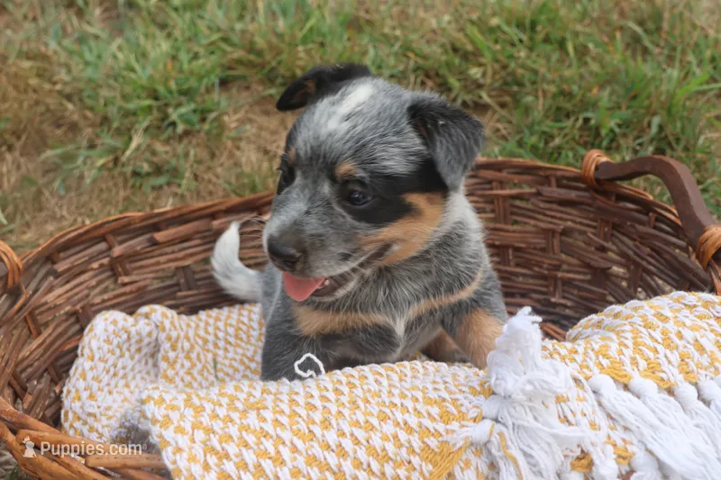 Charlie – Australian Cattle Dog puppy for sale in Remington, IN