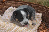 Hurly-Burly, a male Australian Cattle Dog for sale in Remington, IN – 2 of 6