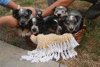 Butterball, a female Australian Cattle Dog for sale in Remington, IN – 5 of 6