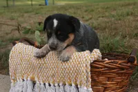 Daisy, a female Australian Cattle Dog for sale in Remington, IN – 4 of 8