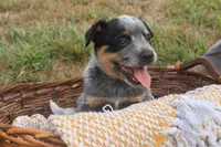 Charlie, a male Australian Cattle Dog for sale in Remington, IN – 2 of 5