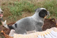 Charlie, a male Australian Cattle Dog for sale in Remington, IN – 4 of 5