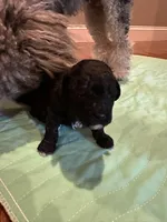 Boy tiny toy , a male Poodle - Toy  for sale in London, KY – Photo 6 of 8