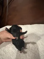 Boy tiny toy , a male Poodle - Toy  for sale in London, KY – Photo 4 of 8