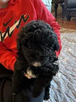 Boy tiny toy , a male Poodle - Toy  for sale in London, KY – Photo 1 of 8