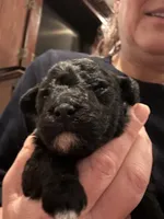 Boy tiny toy , a male Poodle - Toy  for sale in London, KY – Photo 3 of 8