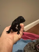 Boy tiny toy , a male Poodle - Toy  for sale in London, KY – Photo 2 of 8