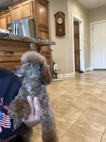 Choco, a male Poodle - Toy  for sale in London, KY – Photo 3 of 6