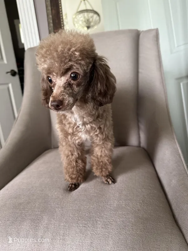 Choco, a male Poodle - Toy  for sale in London, KY – Photo 1 of 6