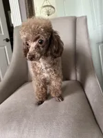 Choco, a male Poodle - Toy  for sale in London, KY – Photo 1 of 6