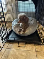Choco, a male Poodle - Toy  for sale in London, KY – Photo 2 of 6
