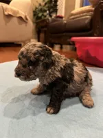 Beau, a male Poodle - Toy  for sale in London, KY – Photo 4 of 10