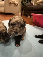 Beau, a male Poodle - Toy  for sale in London, KY – Photo 9 of 10