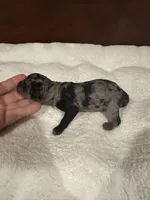 Beau, a male Poodle - Toy  for sale in London, KY – Photo 1 of 10