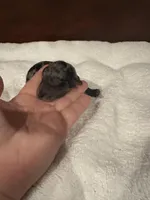 Beau, a male Poodle - Toy  for sale in London, KY – Photo 8 of 10