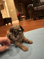 Bijou, a female Poodle - Toy  for sale in London, KY – Photo 2 of 4