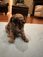 Bijou, a female Poodle - Toy  for sale in London, KY – Photo 1 of 4