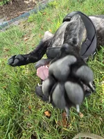 King, a male Cane Corso for sale in Denver, CO – 7 of 8