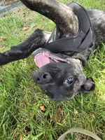 King, a male Cane Corso for sale in Denver, CO – 5 of 8