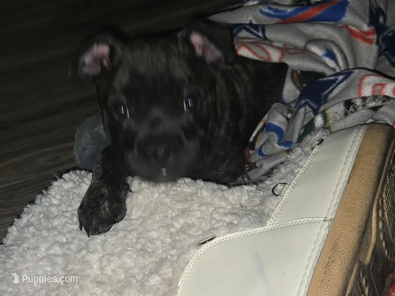 King – Cane Corso puppy for sale in Denver, CO