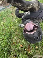 King, a male Cane Corso for sale in Denver, CO – 6 of 8