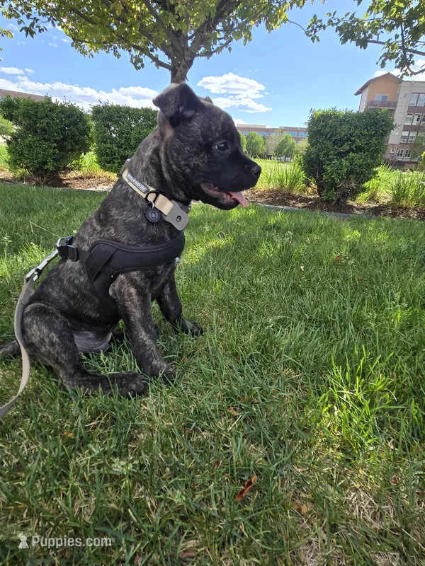 King – Cane Corso puppy for sale in Denver, CO