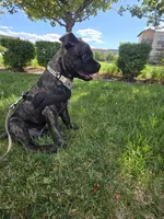 King, a male Cane Corso for sale in Denver, CO – 4 of 8