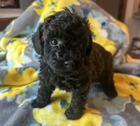 River, a male Poodle - Toy  for sale in Pine Mountain, GA – Photo 1 of 3