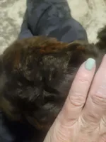 River, a male Poodle - Toy  for sale in Pine Mountain, GA – Photo 2 of 3