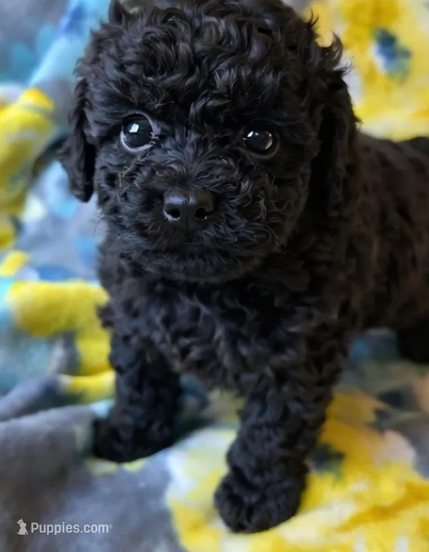 Sky – Poodle - Toy  puppy for sale in Pine Mountain, GA