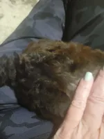 Sky, a male Poodle - Toy  for sale in Pine Mountain, GA – Photo 3 of 3