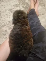 Sky, a male Poodle - Toy  for sale in Pine Mountain, GA – Photo 2 of 3