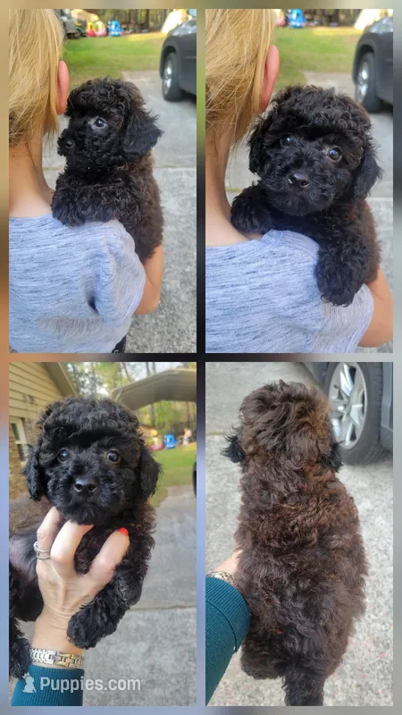 Sky – Poodle - Toy  puppy for sale in Pine Mountain, GA