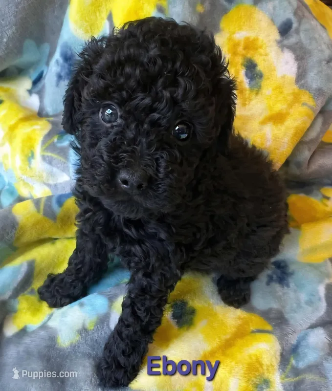 Ebony – Poodle - Toy  puppy for sale in Pine Mountain, GA