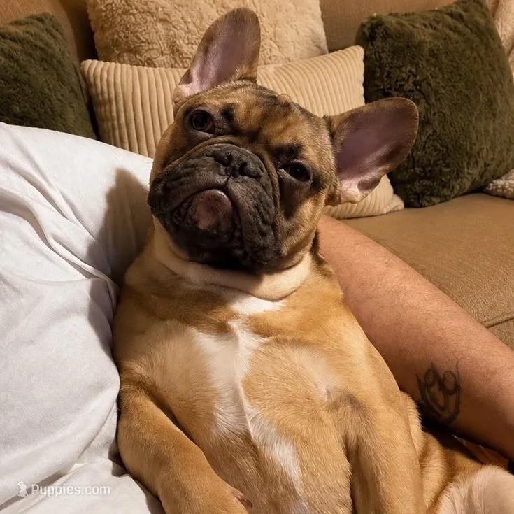 French bulldogs  – French Bulldog puppy for sale in Cincinnati, OH