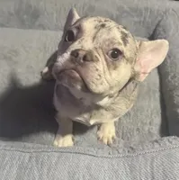 French bulldogs , a male French Bulldog for sale in Cincinnati, OH – 2 of 2