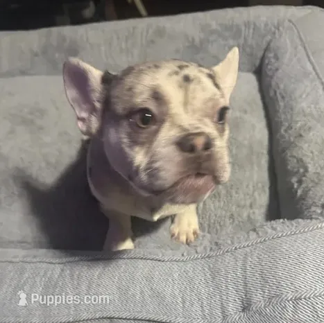 French bulldogs  – French Bulldog puppy for sale in Cincinnati, OH