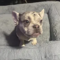 French bulldogs , a male French Bulldog for sale in Cincinnati, OH – 1 of 2