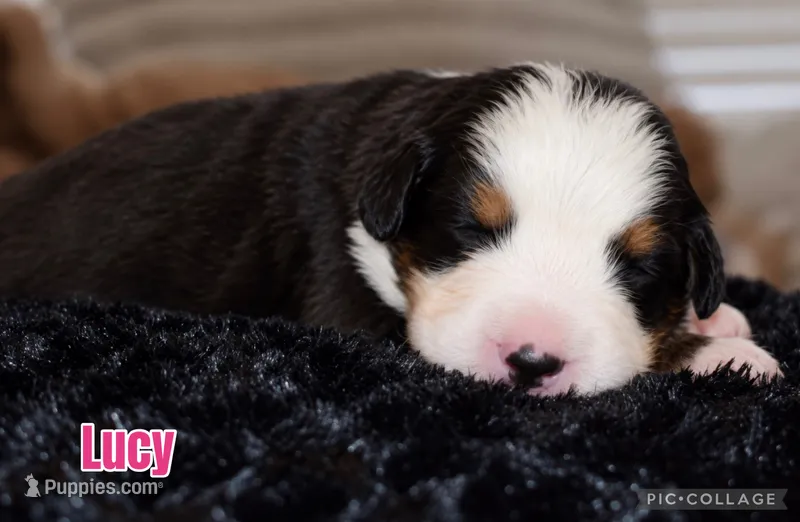 Lucy  – Bernese Mountain Dog puppy for sale in Monroe, GA