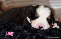 Lucy , a female Bernese Mountain Dog for sale in Monroe, GA – 1 of 1