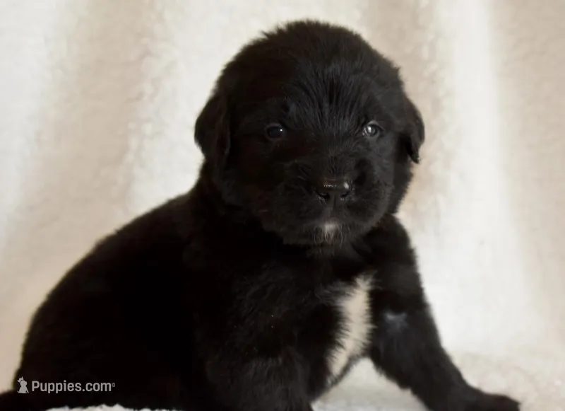 Brownie  – Golden Mountain Dog puppy for sale in Monroe, GA